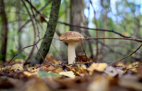 Picture autumn, forest, mushrooms, boletus