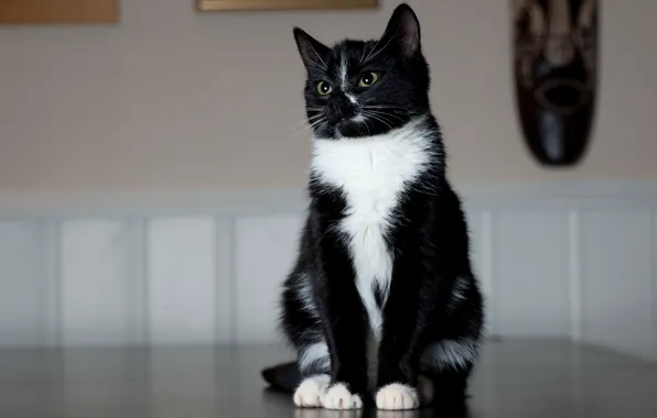 Picture cat, black and white, legs, sitting