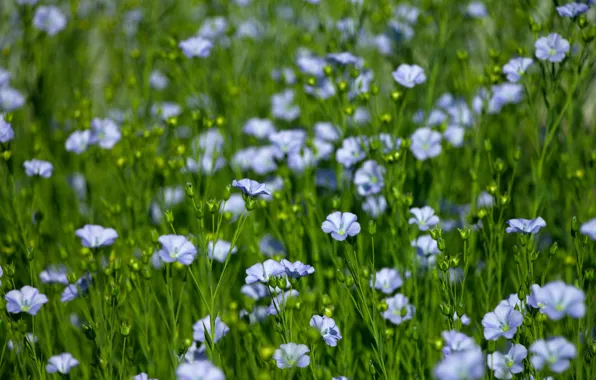 Picture flowers, len, flowers, Len, blue flowers, blue flax