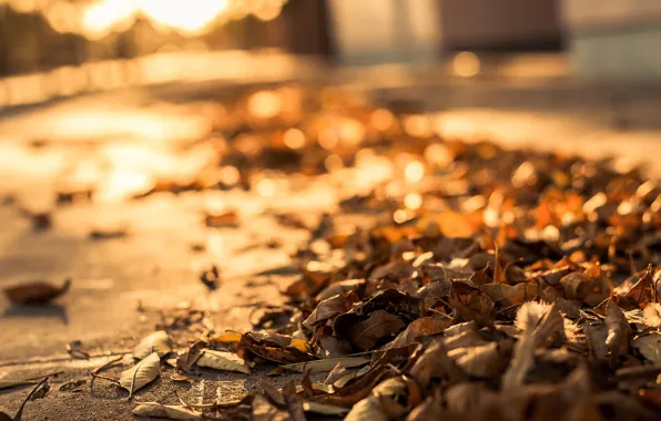 Road, autumn, leaves, macro, dry, the sidewalk, bokeh