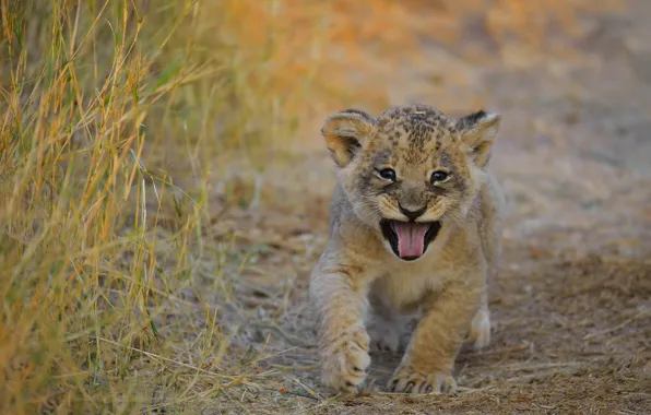 Language, grass, baby, mouth, face, lion, lion