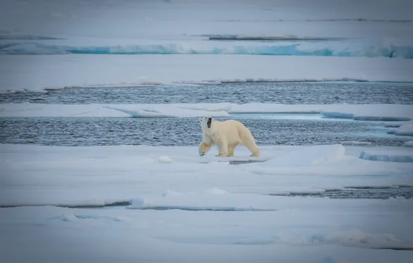 Picture predator, bear, ice, polar