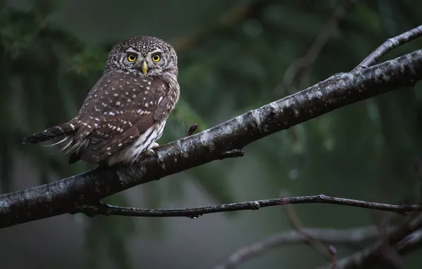 Look, nature, owl, bird, branch, bokeh, owl