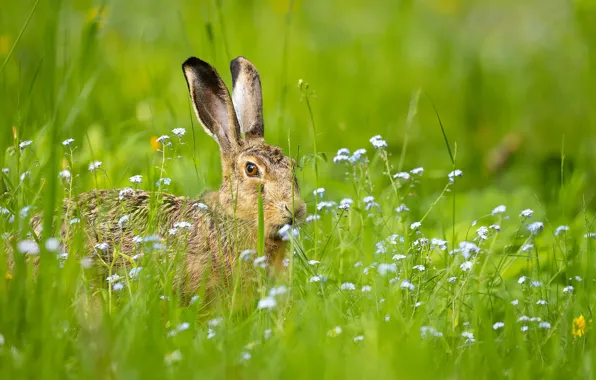 Flowers, grey, glade, hare, face, bokeh, forget-me-nots