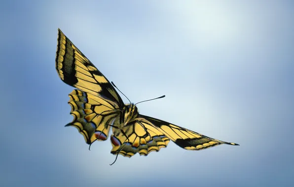 Picture macro, flight, butterfly