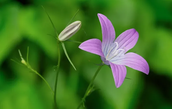 Picture flower, nature, plant, petals