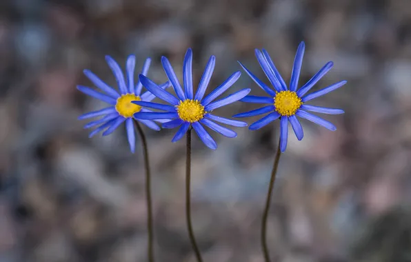 Nature, petals, garden, stem