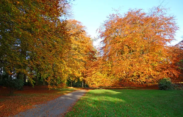 Picture autumn, grass, leaves, trees, yellow, Park, track, Ireland