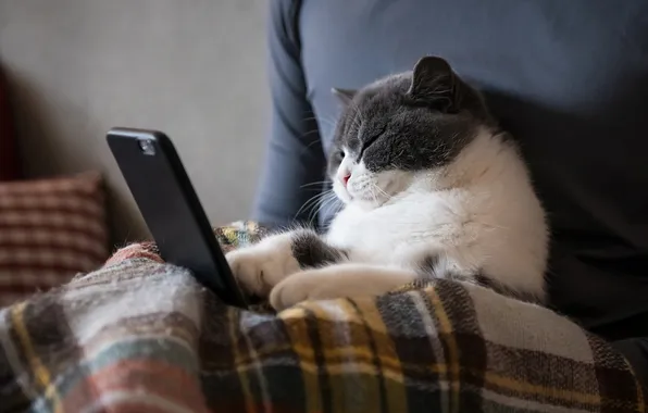 Cat, cat, pose, phone, plaid, face, the owner, smartphone