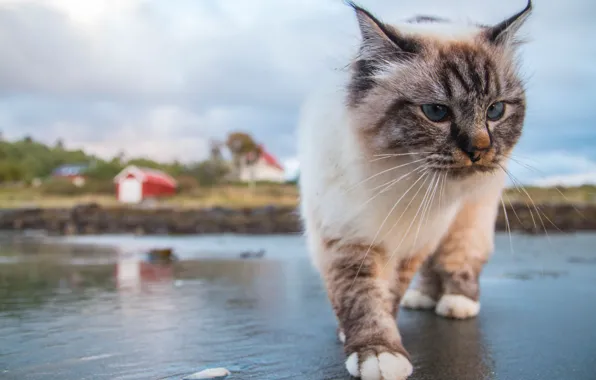 Cat, cat, mustache, gait