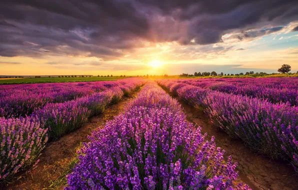Field, summer, the sky, the sun, clouds, light, sunset, flowers