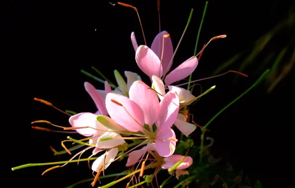 Picture nature, background, petals