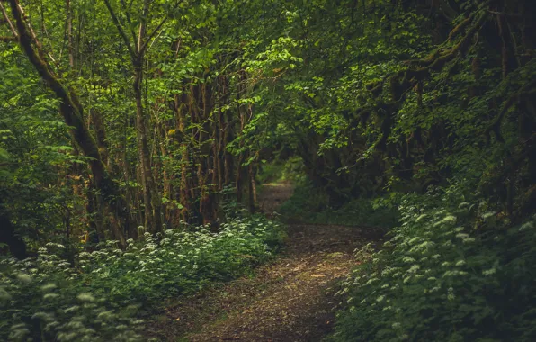 Forest, trees, France, path