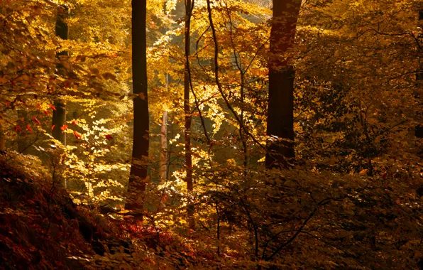 Picture autumn, forest, leaves, the sun, thicket