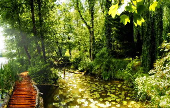 Pond, Lily, beauty, forest.path