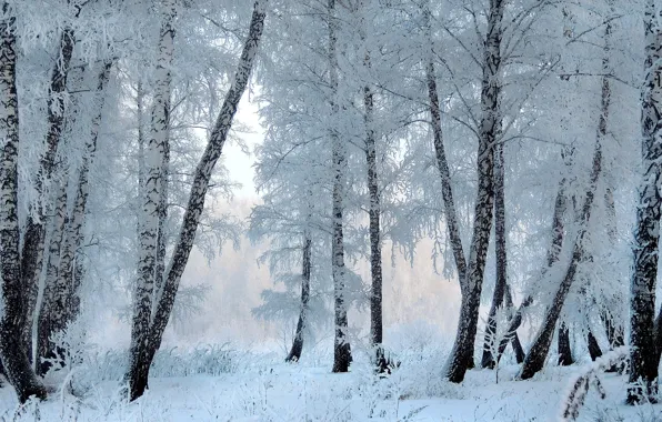 Winter, frost, forest, snow, trees, branches, trunk