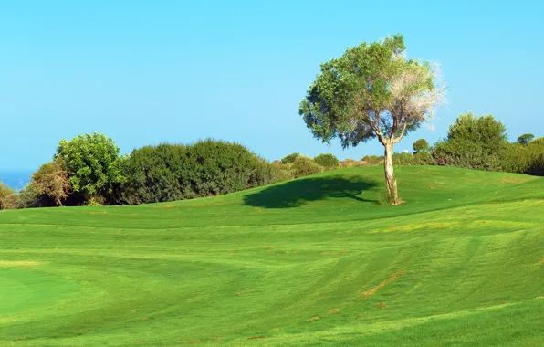 Picture sea, greens, field, summer, the sky, grass, the sun, trees