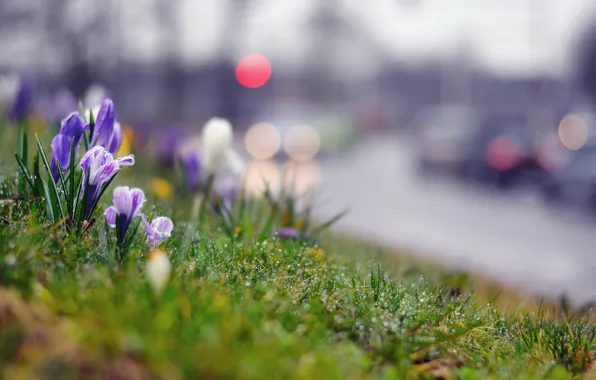 Picture grass, drops, macro, machine, the city, glare, mediocrity, spring