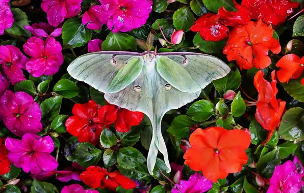 Flowers, beautiful, moth