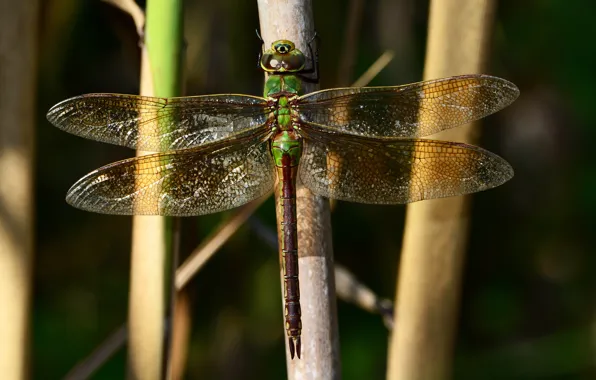 Picture macro, green, wings, dragonfly, stem, insect, Wallpaper from lolita777