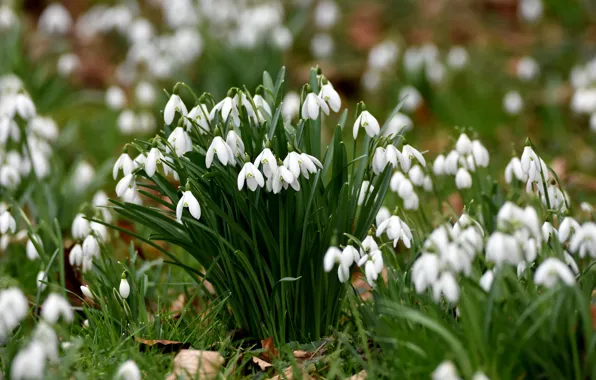 Picture spring, snowdrops, primrose