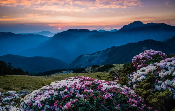 The sky, the sun, clouds, sunset, flowers, mountains, nature, fog