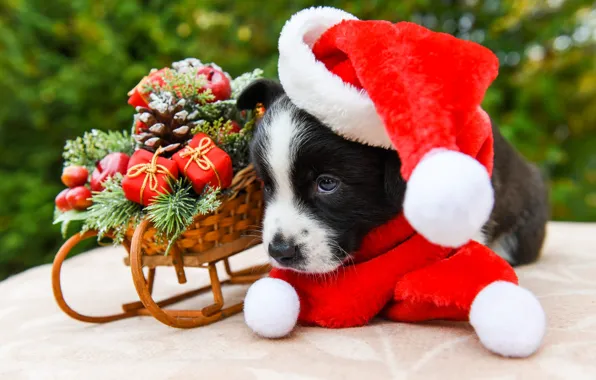 Look, red, pose, background, black and white, toys, dog, baby