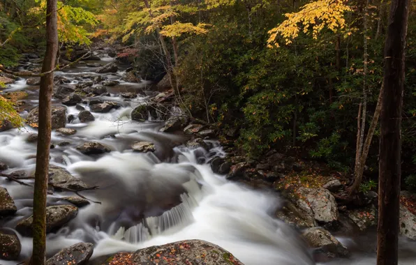 Autumn, forest, trees, stream, stones, USA, Great Smoky Mountain National Park
