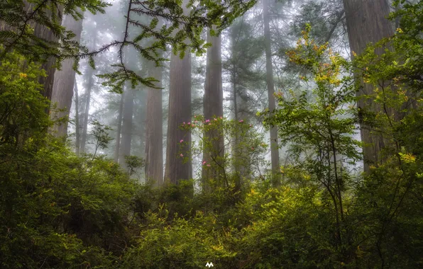 Forest, trees, fog, the evening, CA, haze, USA, state