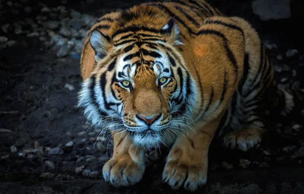 Picture look, face, tiger, pose, pebbles, the dark background, stones, paws