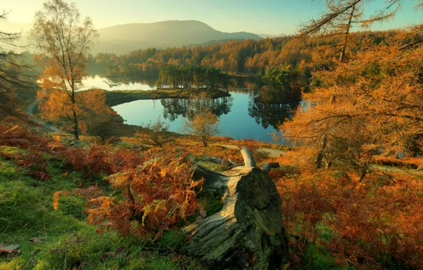 Picture autumn, forest, grass, trees, river, shore, England, morning