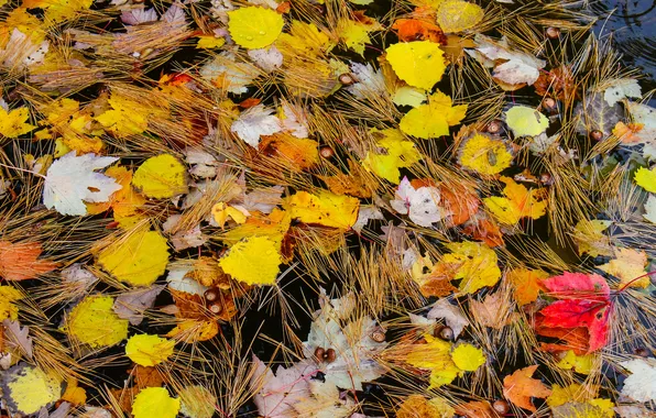 Picture autumn, leaves, needles, needles
