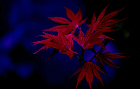 Autumn, leaves, nature, background, maple