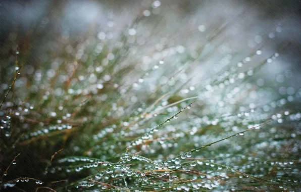 Picture grass, drops, macro, rain