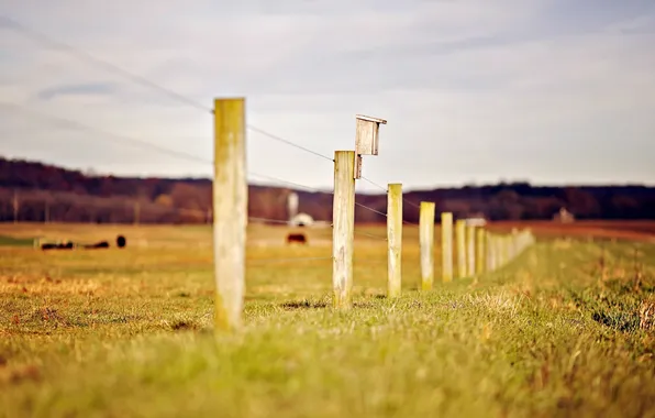 Greens, grass, nature, background, Wallpaper, the fence, blur, the fence