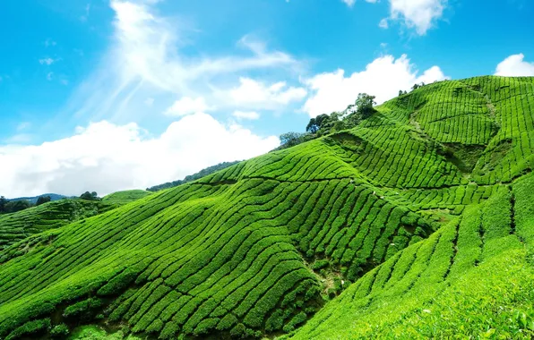 The sky, clouds, blue, slope, tea, mountain, plantation, Tea plantation