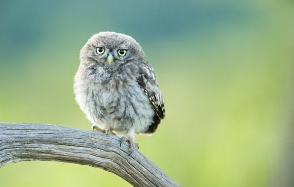 Picture bird, branch, chick, owlet