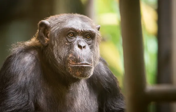 Picture look, monkey, Chimpanzee