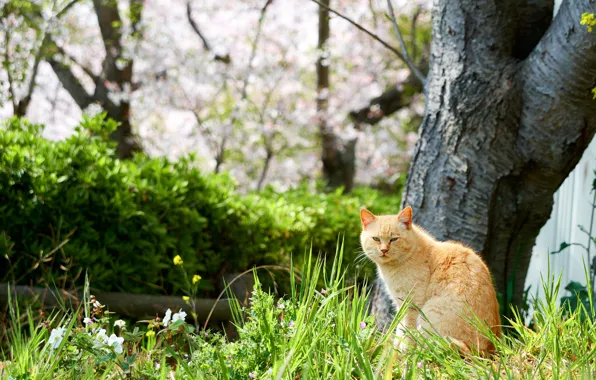 Picture greens, cat, grass, cat, trees, flowers, nature, spring