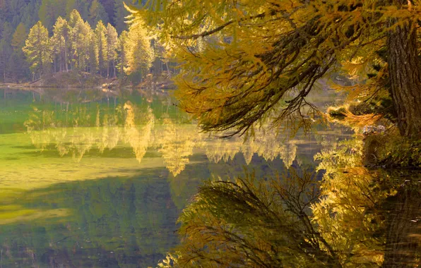 Picture autumn, forest, leaves, trees, branches, lake