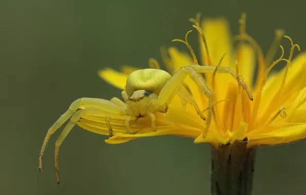 Picture macro, yellow, background, dandelion, spider
