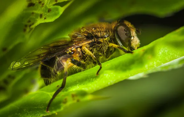 Macro, Fly, Wings, Little, Insect, Macro, Fly, Insect