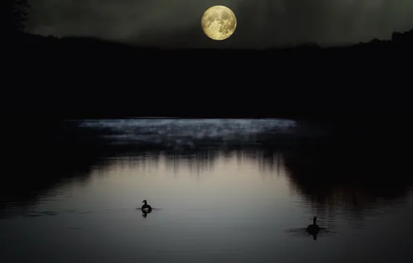 Picture night, lake, the moon, duck