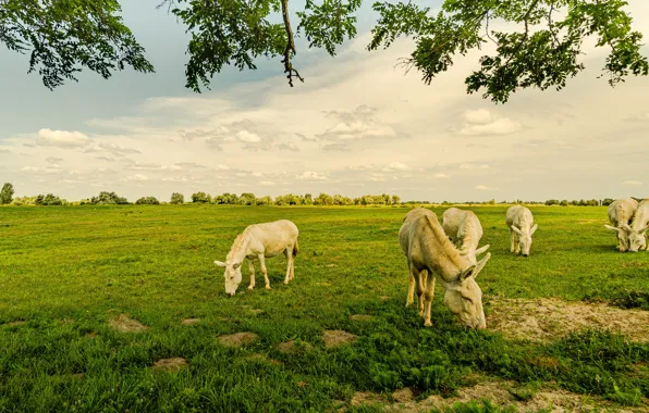 Greens, field, summer, the sky, grass, clouds, branches, pasture