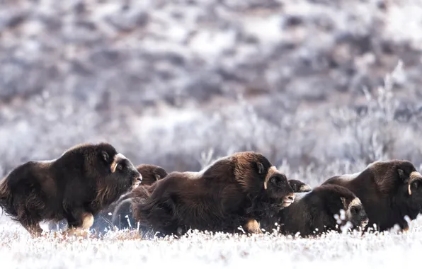 Winter, frost, field, snow, nature, running, a lot, bulls