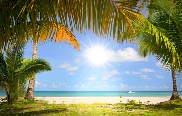 Picture sand, sea, the sun, palm trees, coast, boat
