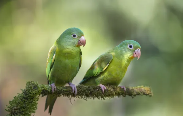 Picture birds, background, branch, parrots, two, bokeh