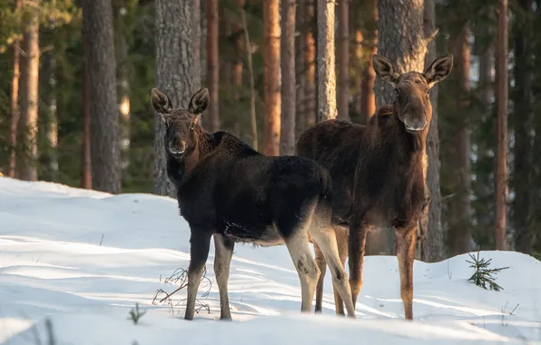 Picture snow, nature, two, moose, Rashid Usmanov