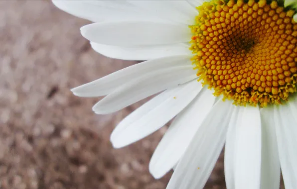 Picture flower, Daisy, flower, romashka