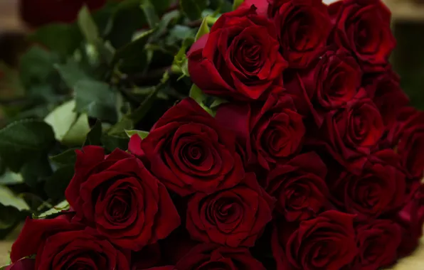 Red, bouquet, Roses, buds